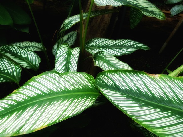 liście kalatea