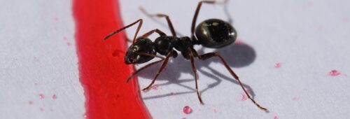 mrówka zbliża się do rozlanej czerwonej substancji, co na mrówki, środek przyciągający mrówki