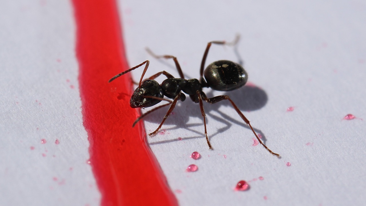 mrówka zbliża się do rozlanej czerwonej substancji, co na mrówki, środek przyciągający mrówki